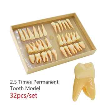 32pcs/set Zubné Zuby Model Živice 2,5-Krát Trvalý Zub Model Simulácie Izolované Zubné zuby model pre štúdium